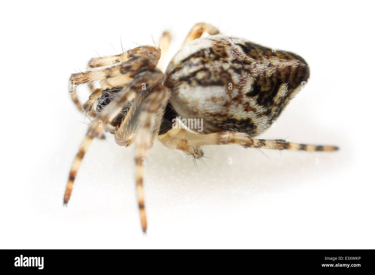 Linea cestino spider (Cyclosa conica), parte della famiglia Araneidae - Orbweavers. Isolato su sfondo bianco. Foto Stock