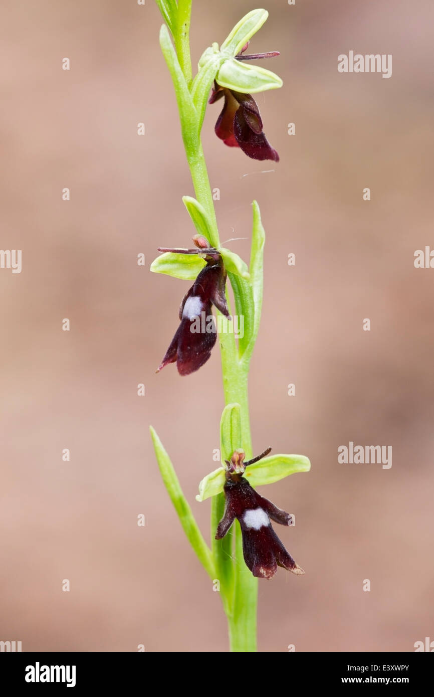 Fly orchid (Ophrys insectifera) fiore spike in habitat, Inghilterra meridionale, Regno Unito Foto Stock