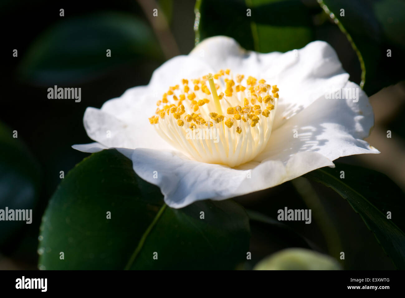 Camellia japonica 'Devonia'. Sir Harold Hillier giardini. Foto Stock