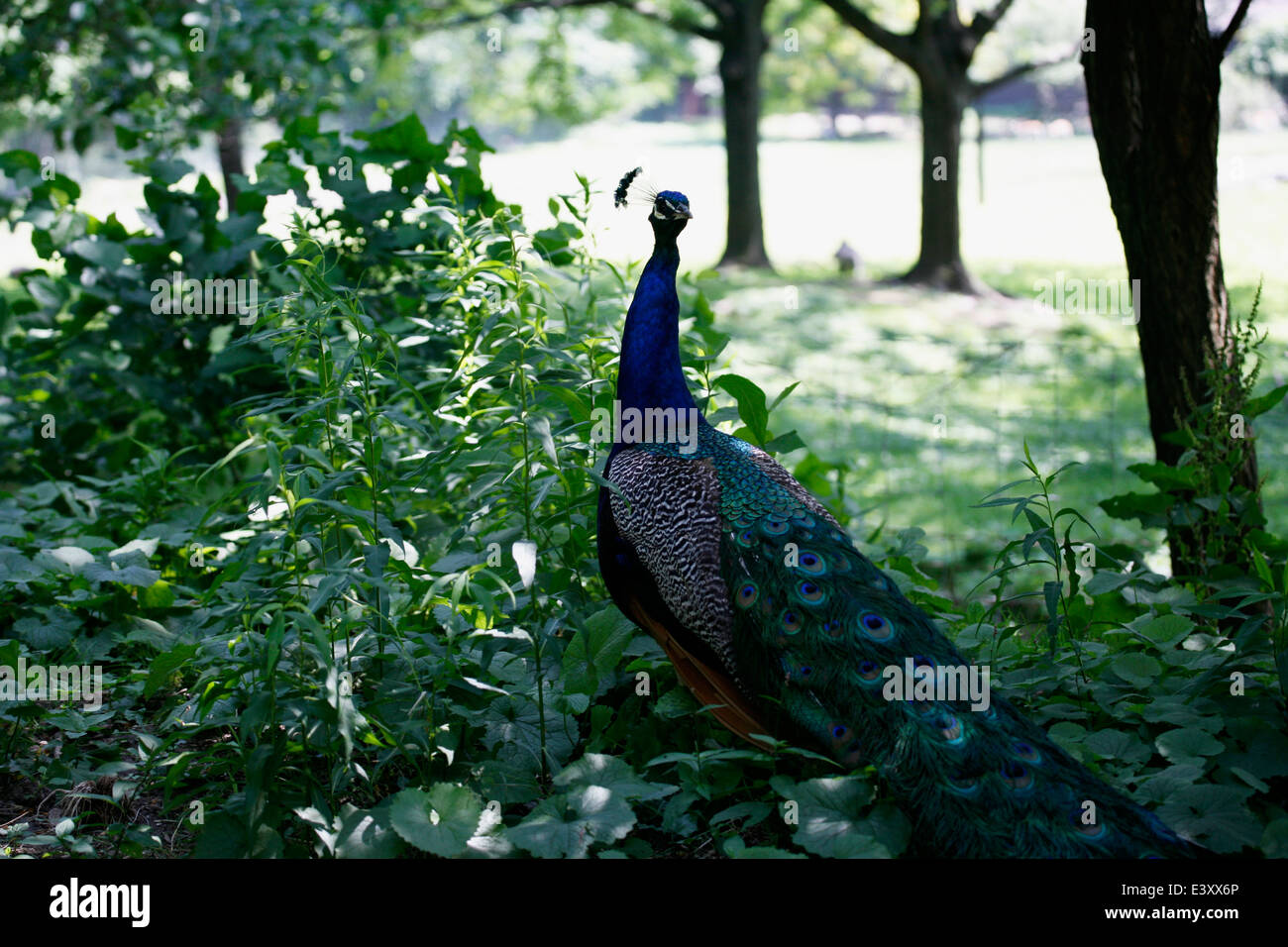 Peacock meglio conosciuta per il maschio è stravagante eye-spotted dissimulata di coda di piume, che viene visualizzata come parte di corteggiamento. Foto Stock