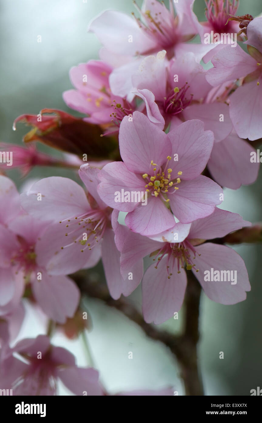 Prunus sargentii 'Columnare'. Sir Harold Hillier giardini. Foto Stock