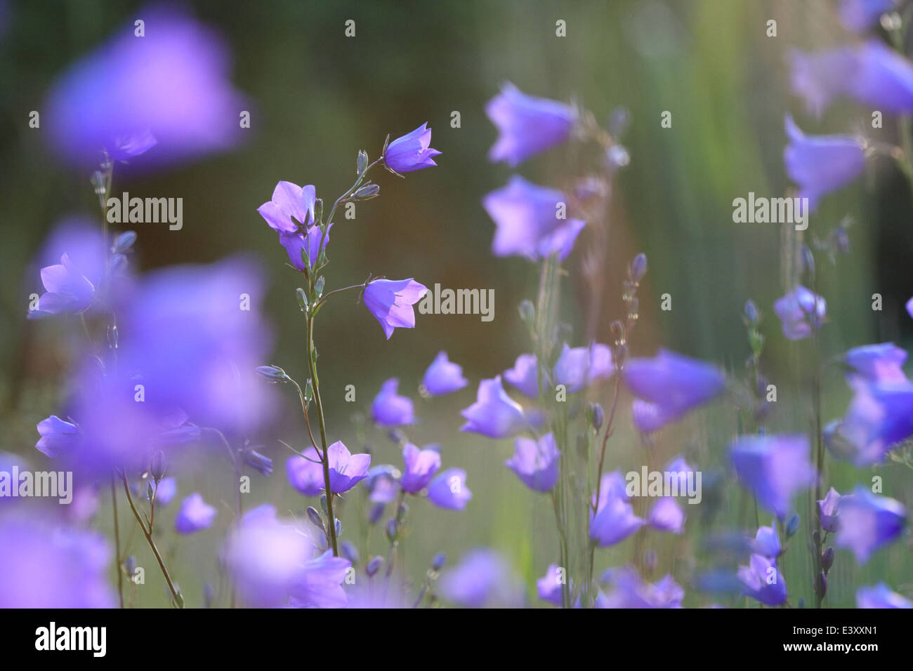 Wild Peach-lasciarono la campanula (Campanula persicifolia), Europa Foto Stock