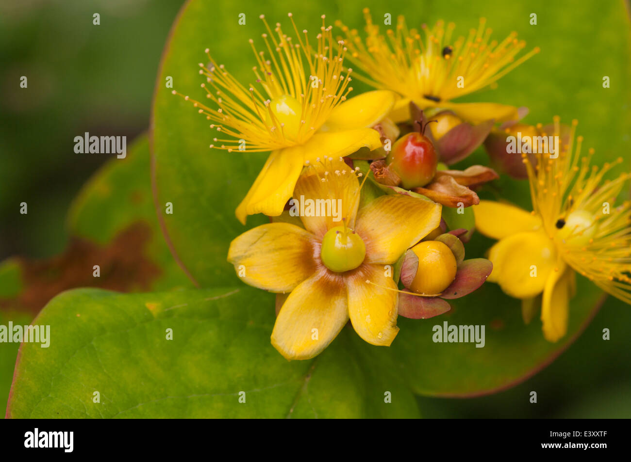 Fiori gialli di Hypericum androsaemum noto come Tutsan Foto Stock