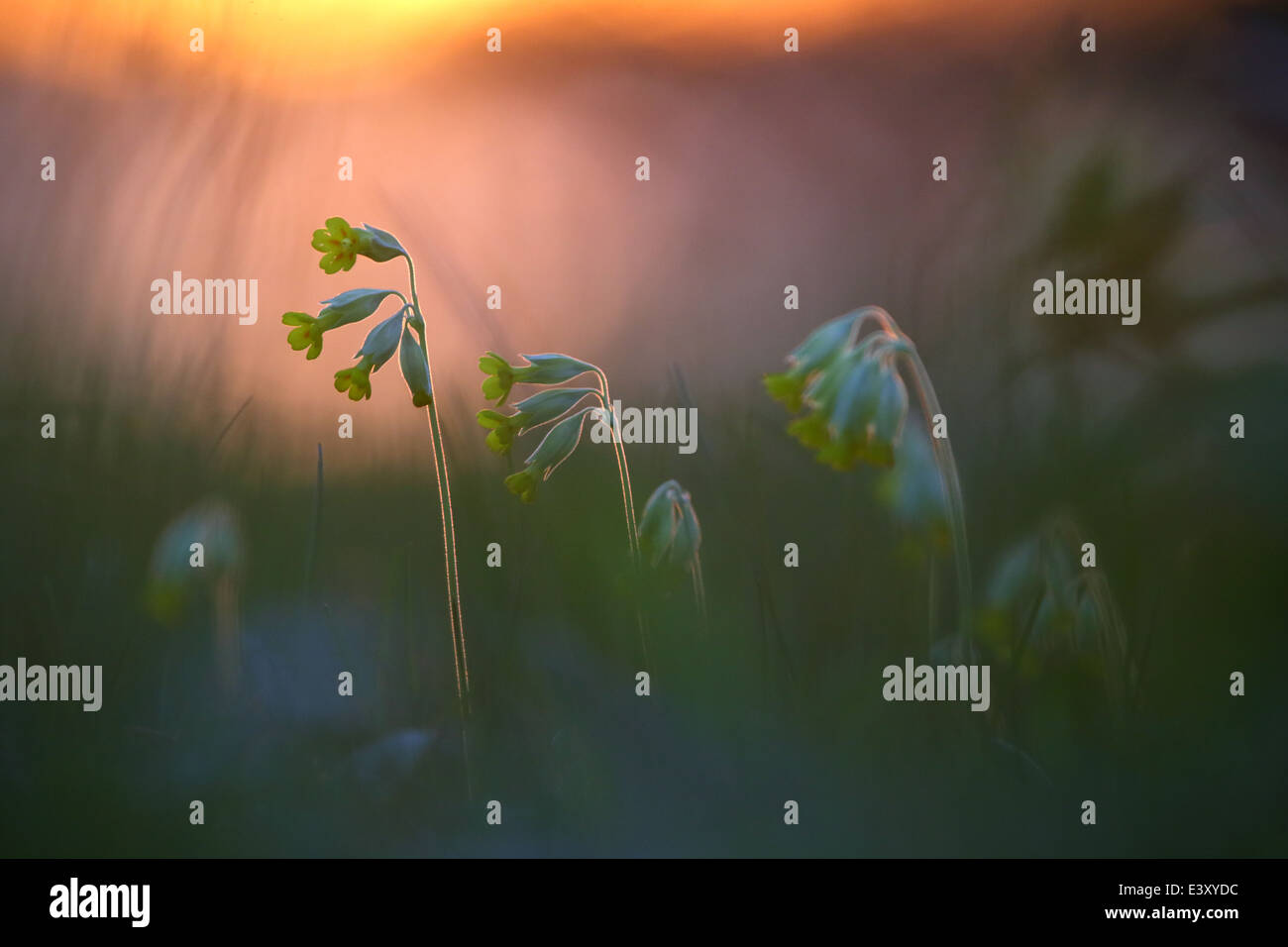 Wild Cowslips (Primula veris) al tramonto Foto Stock