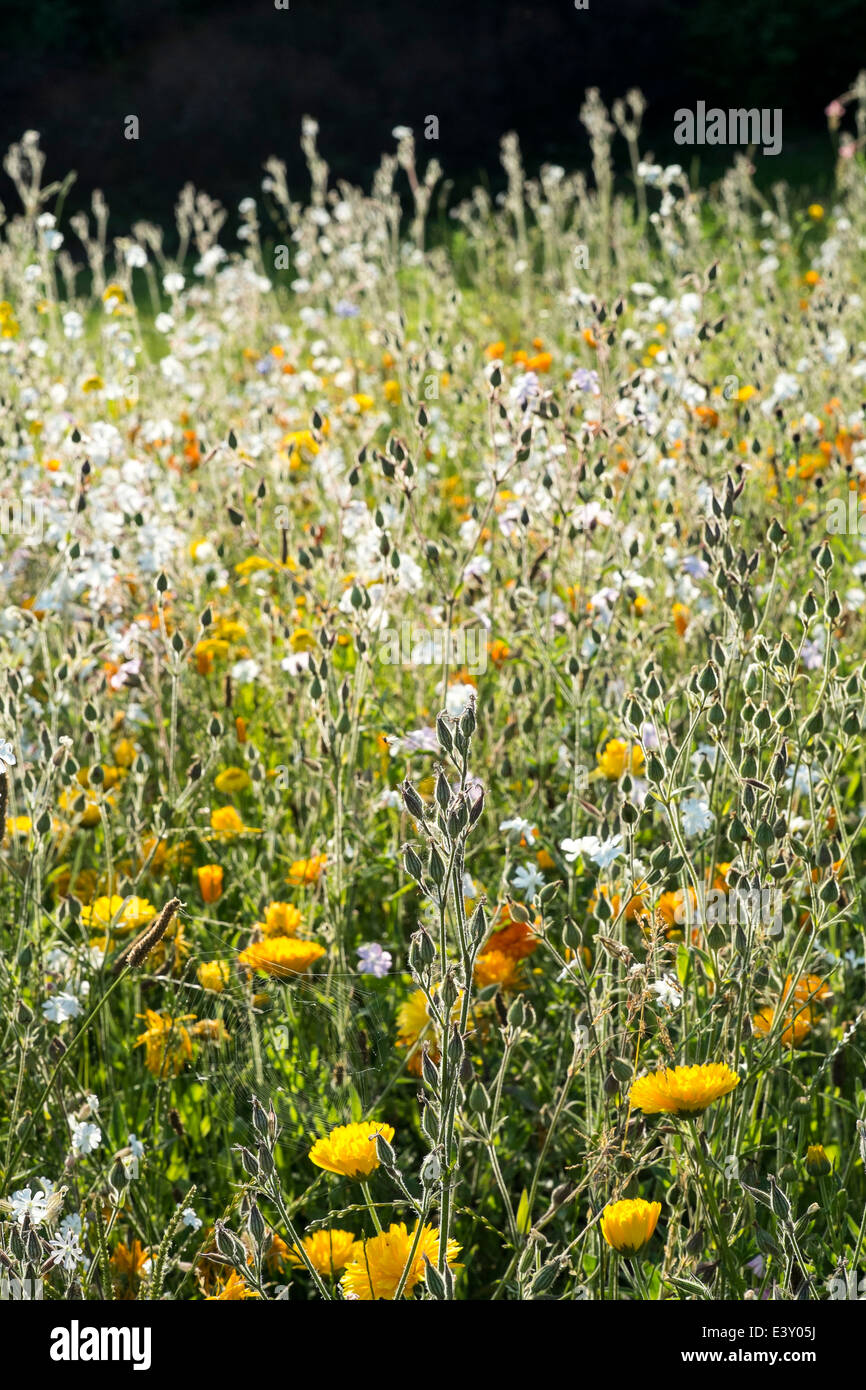 Fiori Selvatici in natura area di conservazione Foto Stock