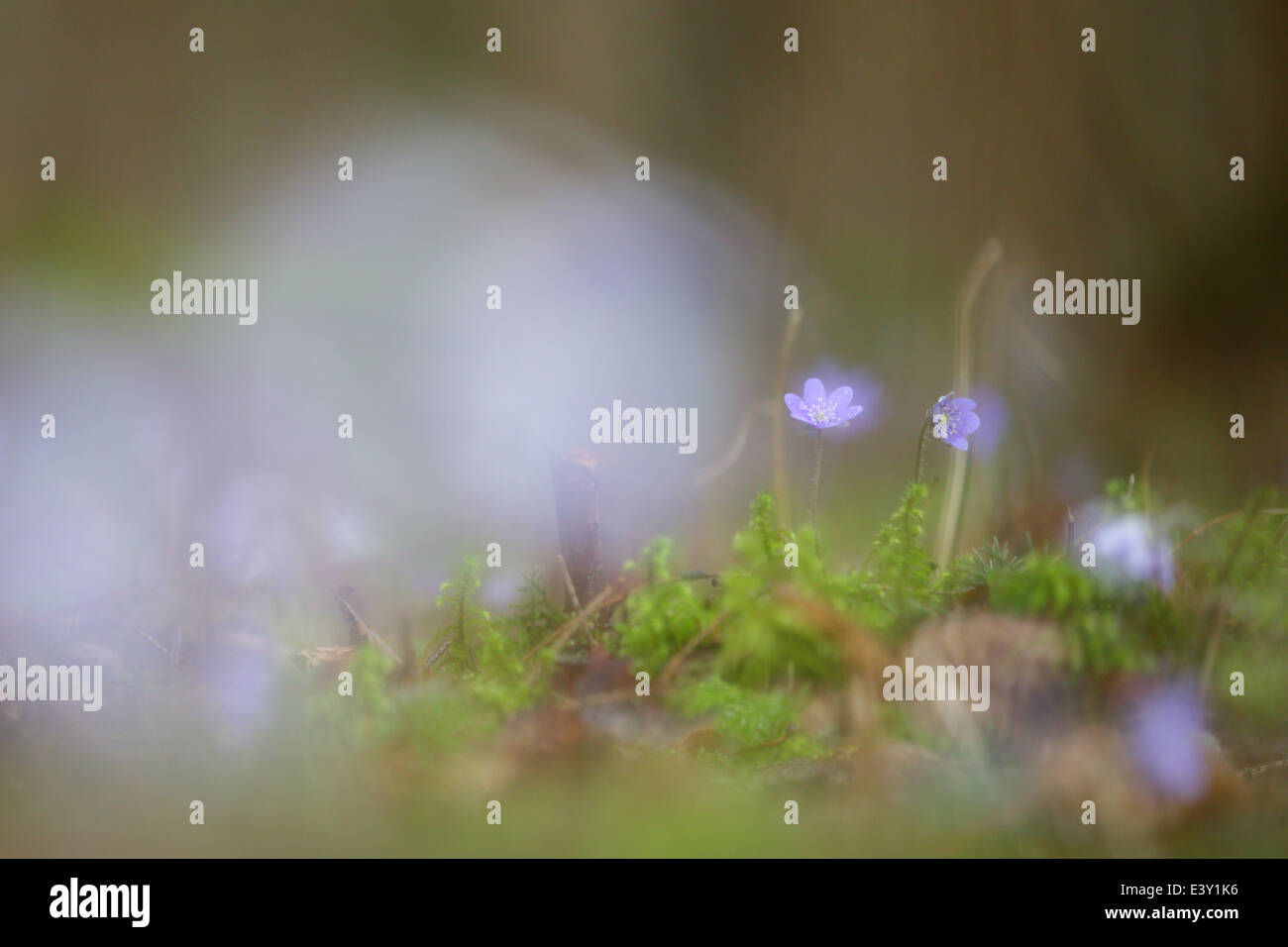 Fiore di Hepatica (Hepatica nobilis) dopo la pioggia in primavera. Europa Foto Stock
