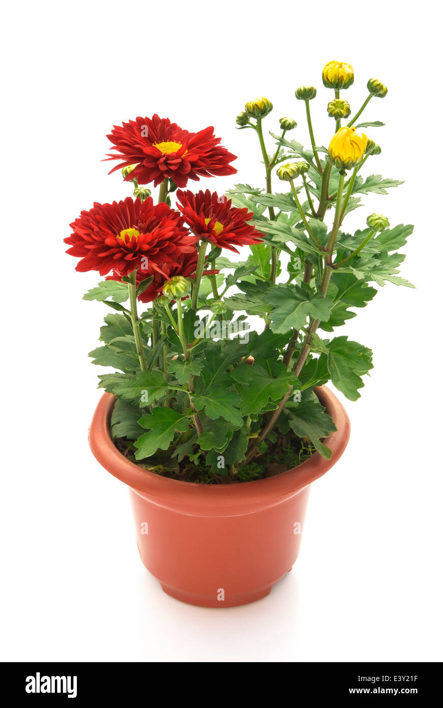 Crisantemo fiori in vaso Foto Stock
