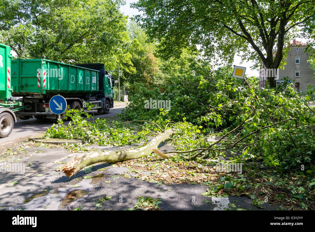 Caduta di una parte di un albero giaceva su una strada a Herne, la zona della Ruhr, Germania Occidentale, dopo il grave tempesta Ela anteriore Foto Stock