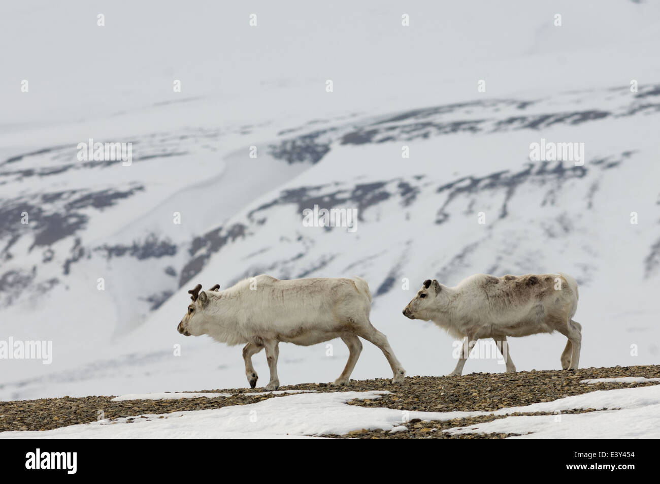 Renna delle Svalbard (Rangifer tarandus platyrhynchus) in Sassendalen, vicino tempio fiordo (Tempelfjorden), Spitsbergen, arcipelago delle Svalbard, Norvegia Foto Stock