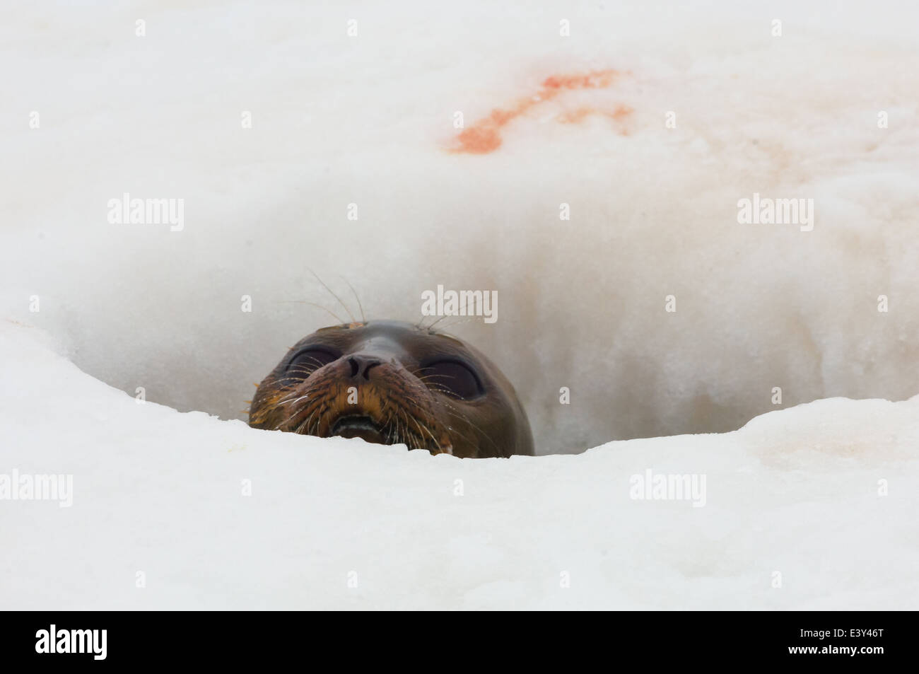 Guarnizione inanellato (Pusa hispida) guardando attraverso un foro per la respirazione in ghiaccio al tempio fiordo (Tempelfjorden), Spitsbergen, arcipelago delle Svalbard, Norvegia Foto Stock