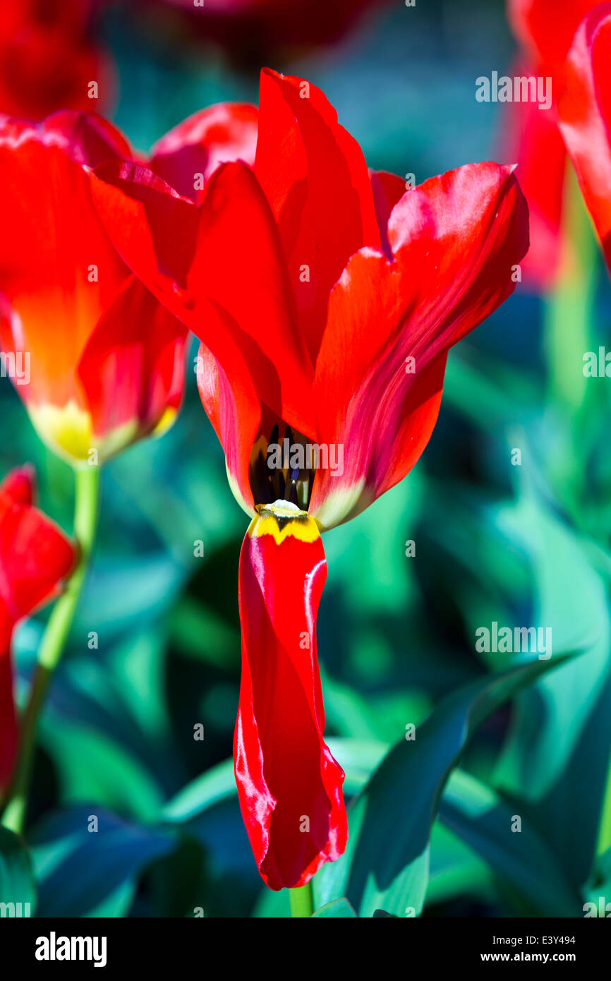 Un rosso tulipano in Holehird Gardens, Windermere, Cumbria, Regno Unito. Foto Stock