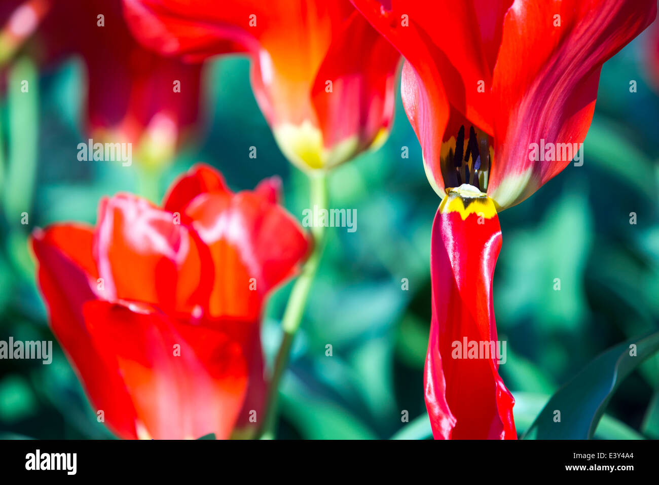 Un rosso tulipano in Holehird Gardens, Windermere, Cumbria, Regno Unito. Foto Stock