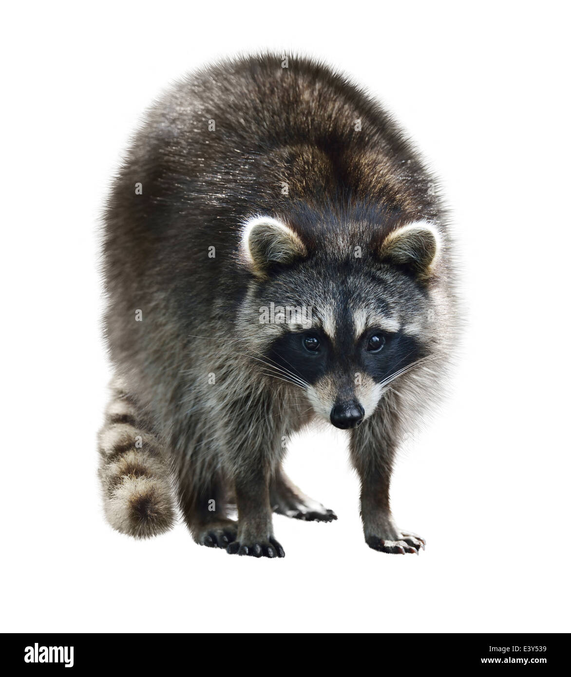 Giovani Raccoon isolati su sfondo bianco Foto Stock