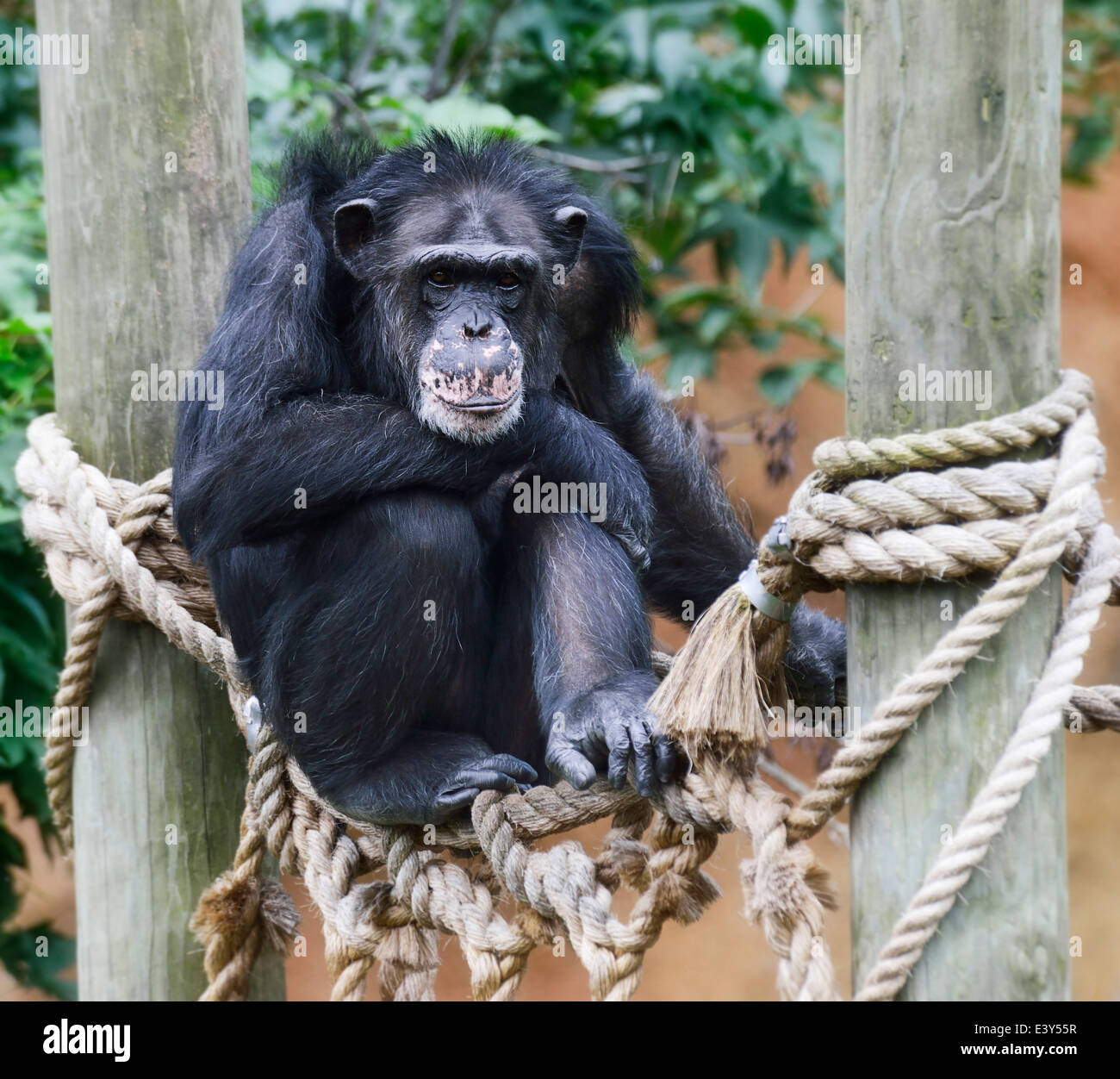 Uno scimpanzé si appollaia nel giardino zoologico Foto Stock