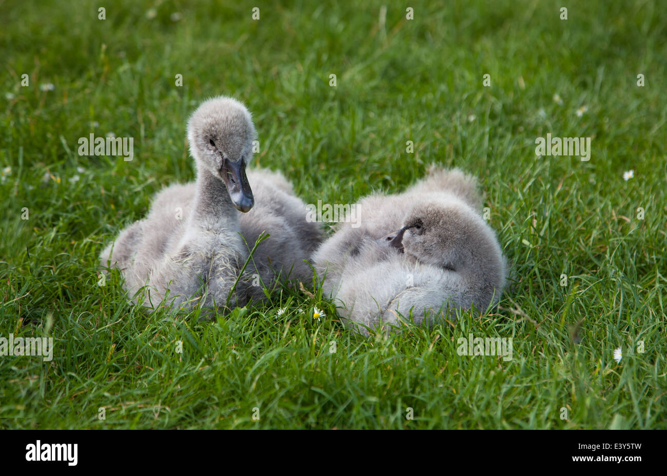 Pulcini Black Swan. Parc Montsouris, Parigi, Francia. Foto Stock