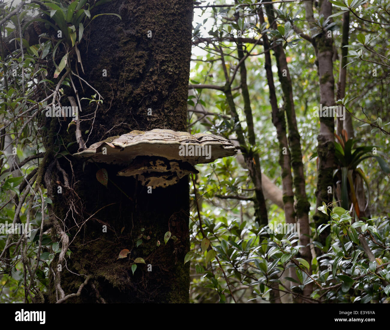 Ripiano fungo, in cloudforest, il parco nazionale del Vulcano Poas, CR Foto Stock