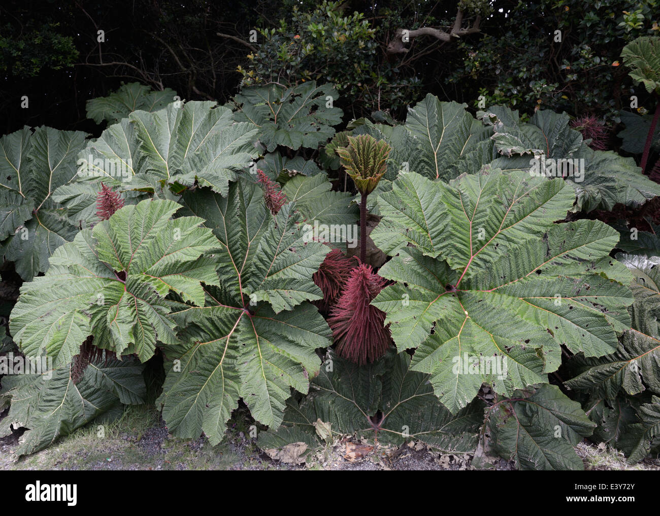 Uomo povero ombrello, Gunnera insignis, Poas Parco Nazionale Foto Stock