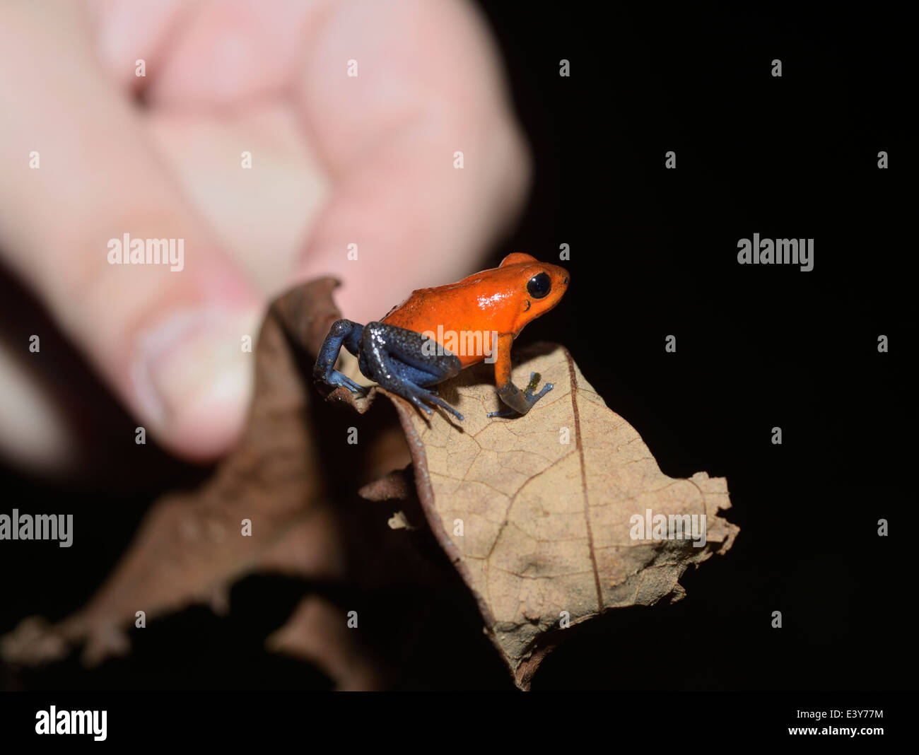 Veleno di fragola rana Dendrobates pumilio, pianura della foresta pluviale tropicale Costa Rica in mano di una persona Foto Stock