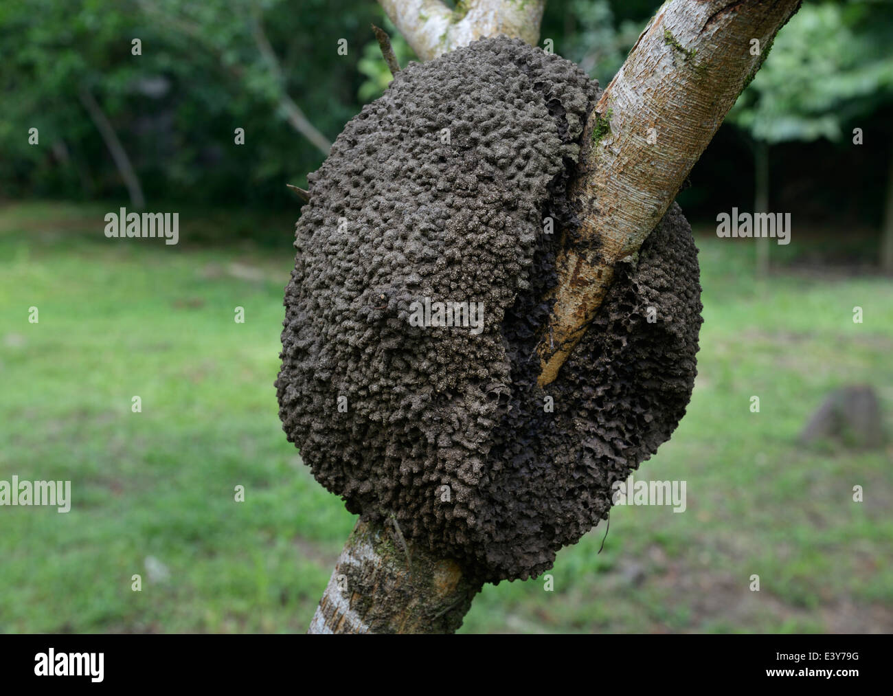 Termite nido, Chilamate, Costa Rica Foto Stock