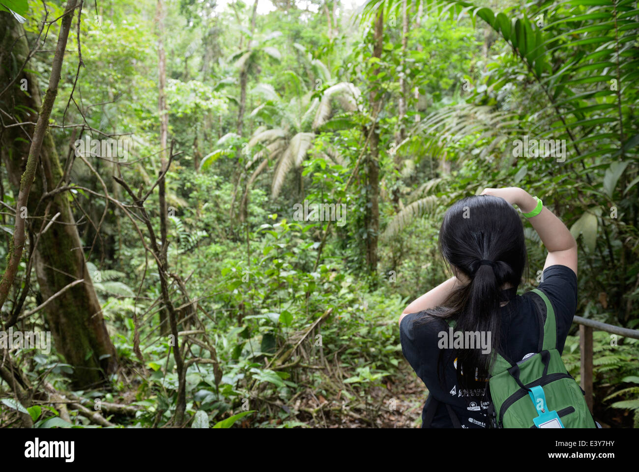 Ragazza, teen, asiatici, scattare una foto di un vecchio-crescita nella foresta pluviale, Chilamate, Costa Rica Foto Stock