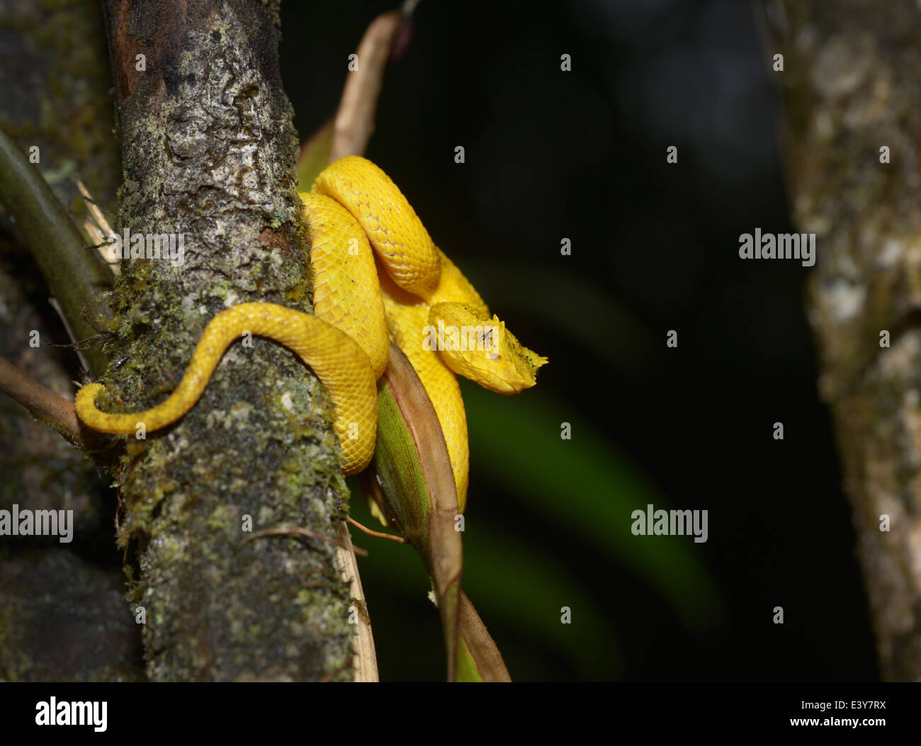 Tintura ciglia viper, Bothriechis schlegelii, Parco Nazionale Arenal, Costa Rica Foto Stock