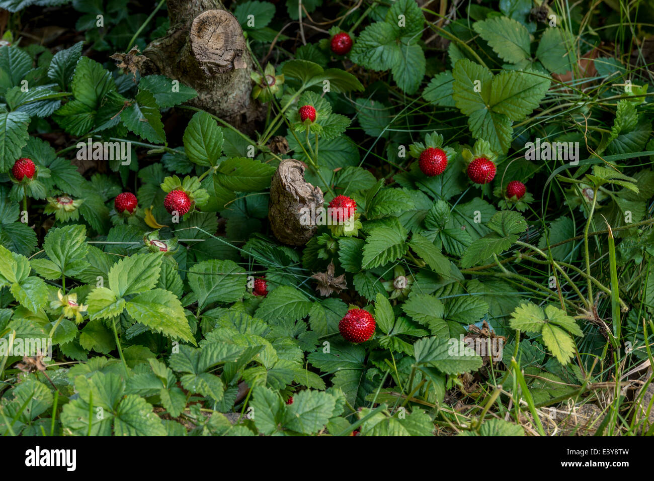 Fragole nel mio giardino Foto Stock