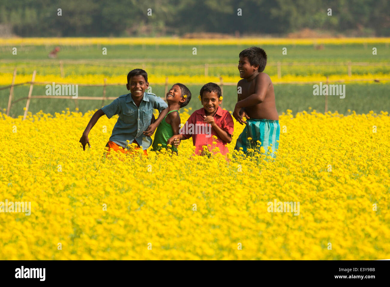 Campo di senape in Bangladesh la senape è un tempo fresco e raccolto è cresciuto da semi seminati in primavera. Da metà dicembre fino alla fine di gennaio, Bangladesh gli agricoltori coltivano i loro raccolti di vivacemente colorato di giallo senape fiori che sono in piena fioritura. Foto Stock