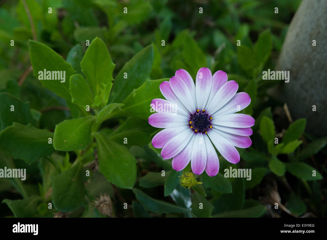nel mio giardino Foto Stock