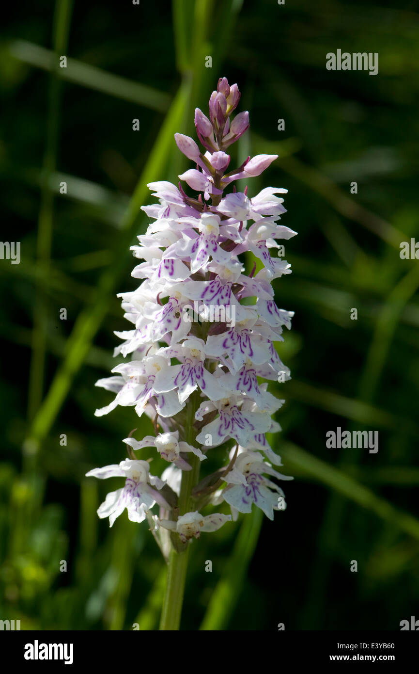 Un comune in grassetto maculato, orchidea Dactylorhiza fuchsii, flowerhead Foto Stock