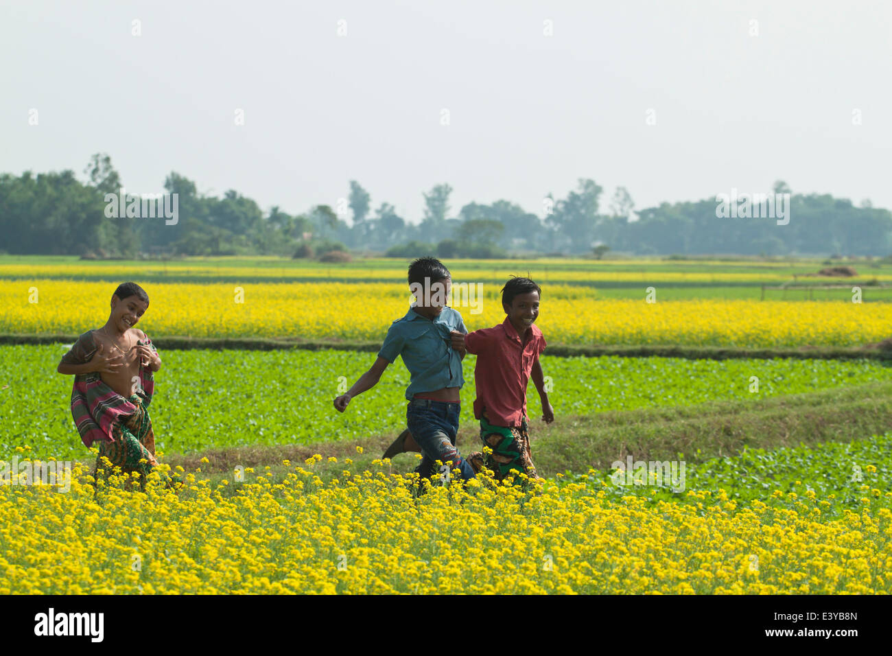 Campo di senape in Bangladesh la senape è un tempo fresco e raccolto è cresciuto da semi seminati in primavera. Da metà dicembre fino alla fine di gennaio, Bangladesh gli agricoltori coltivano i loro raccolti di vivacemente colorato di giallo senape fiori che sono in piena fioritura. Foto Stock