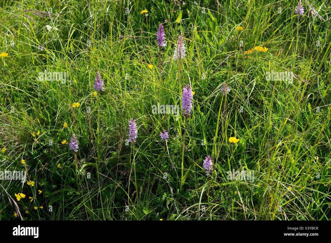 Common spotted orchidee Dactylorhiza fuchsii, fioritura su una strada orlo Foto Stock