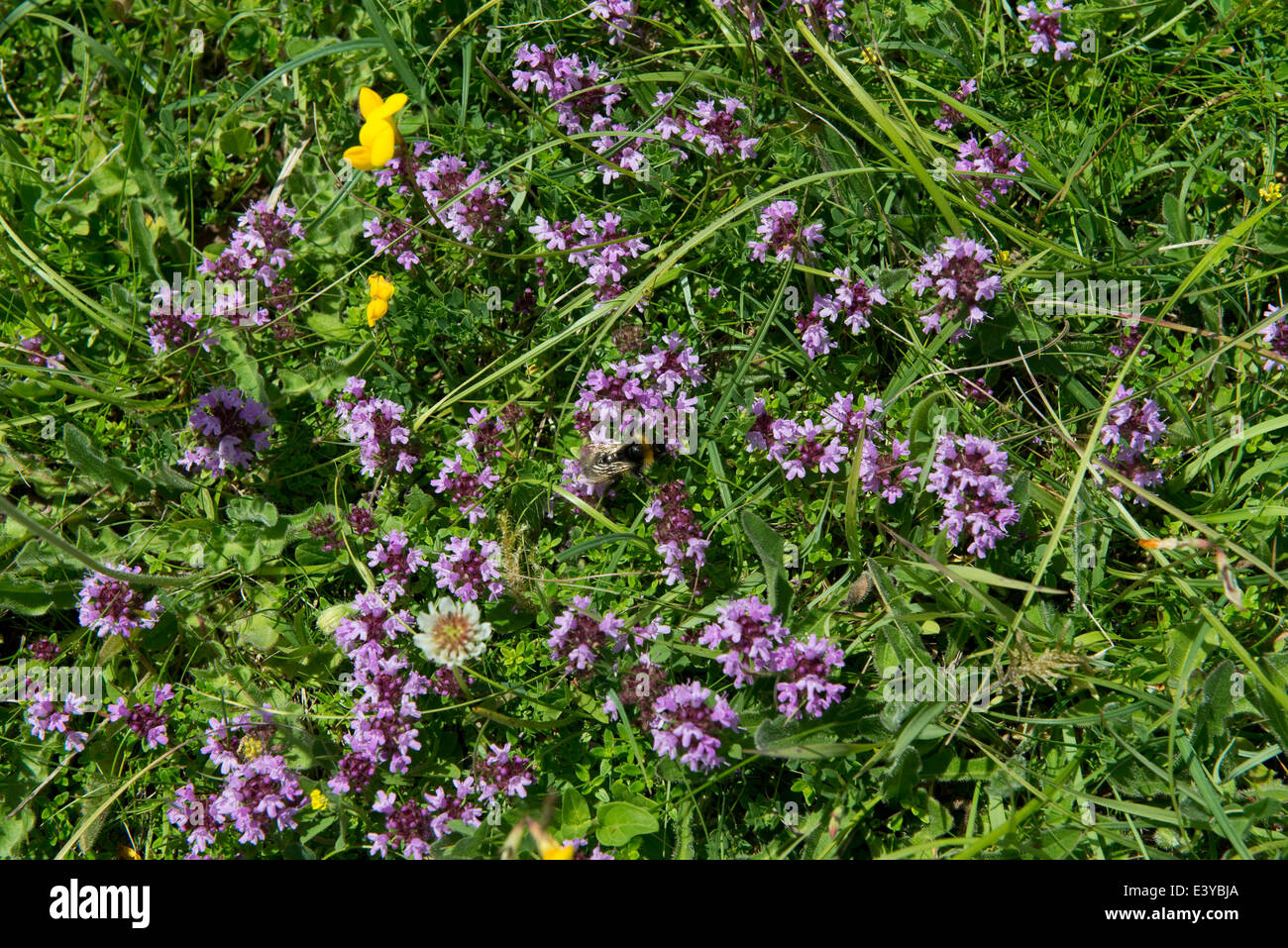 Timo selvatico, Thymus vulgaris, fioritura in breve pascolo chalkland Foto Stock