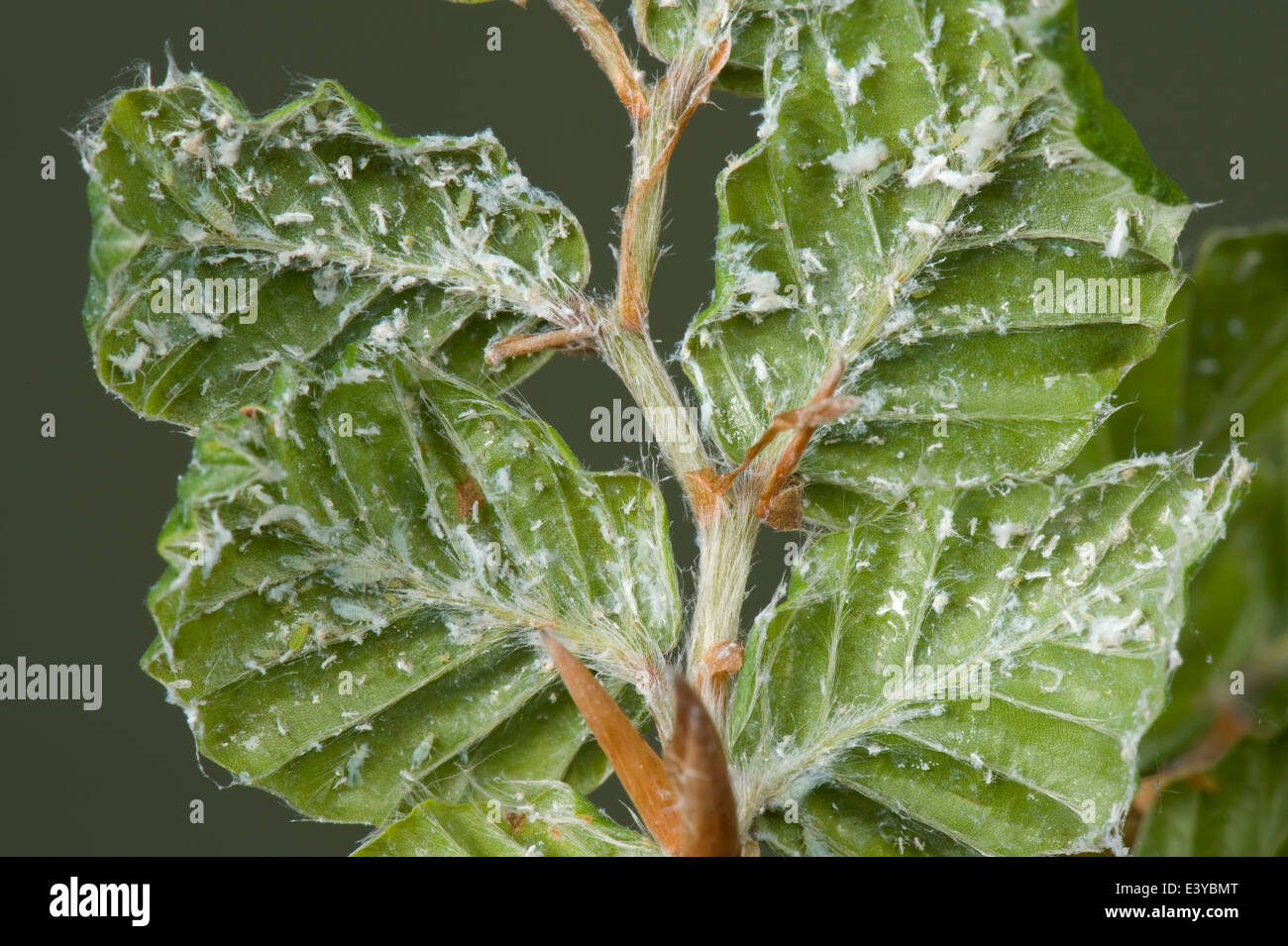 Lanosi afide del faggio, Phyllaphis fagi, sul lato inferiore del faggio giovani foglie di siepe Foto Stock
