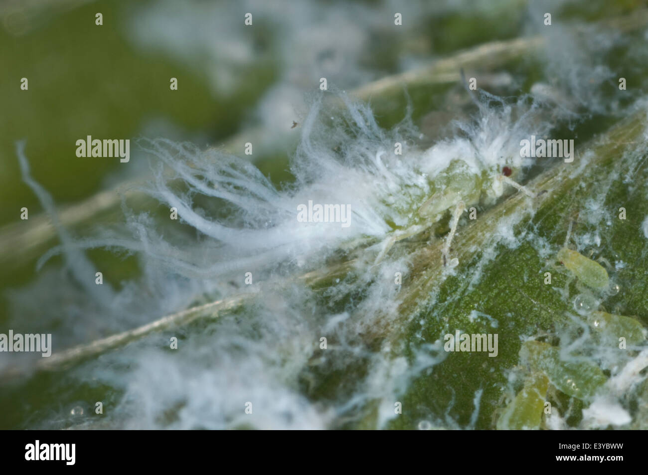 Microfotografia di un vago afide del faggio, Phyllaphis fagi, colony sul lato inferiore del faggio giovani foglie di siepe Foto Stock