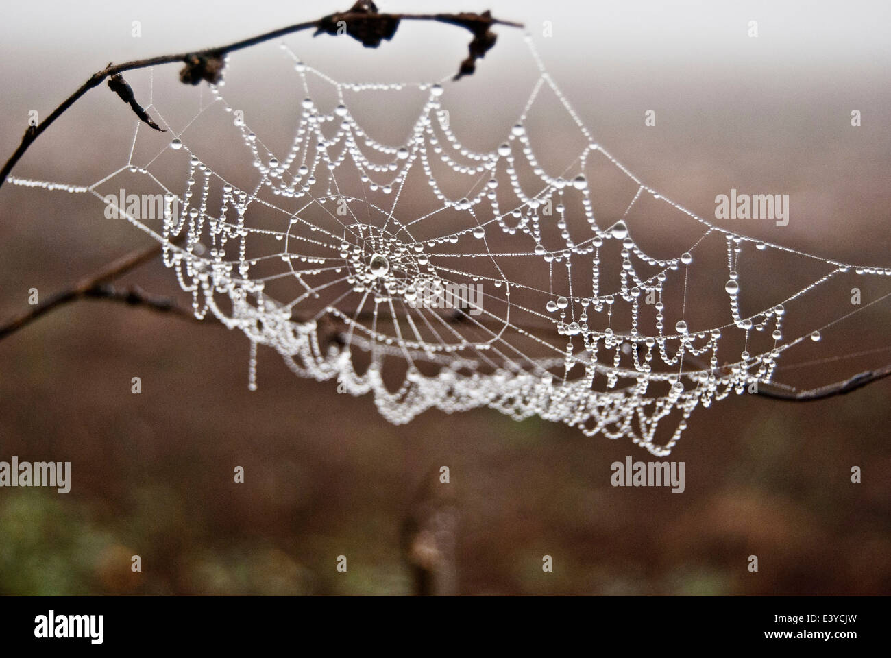 La rugiada su spider web Foto Stock