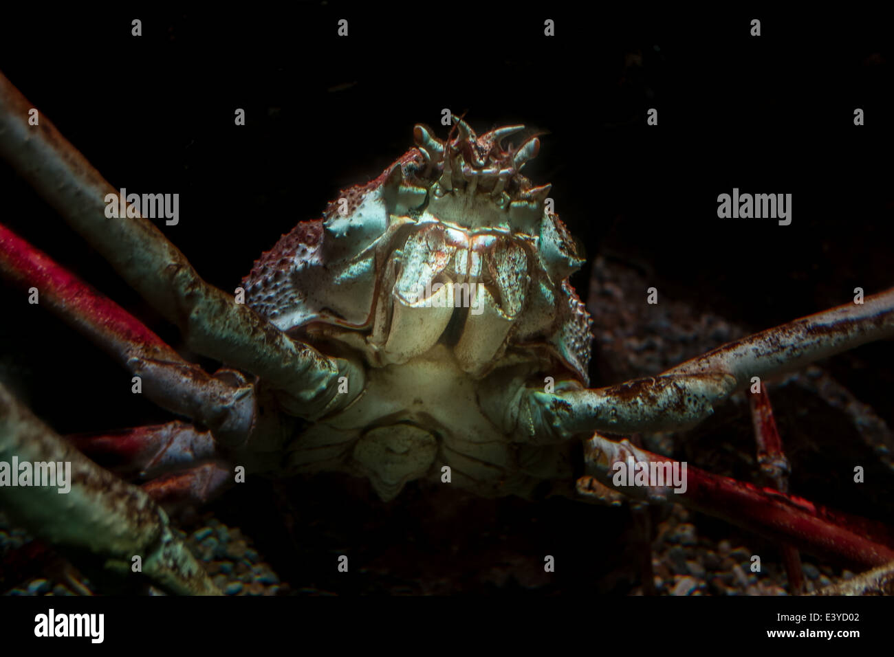 Un gigante giapponese granseola chiamato dopo il Regno Unito la leggenda del wrestling Big Daddy è in acquario di Blackpool Foto Stock