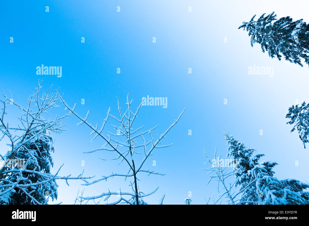 Treetops in inverno - inverno impressione Foto Stock