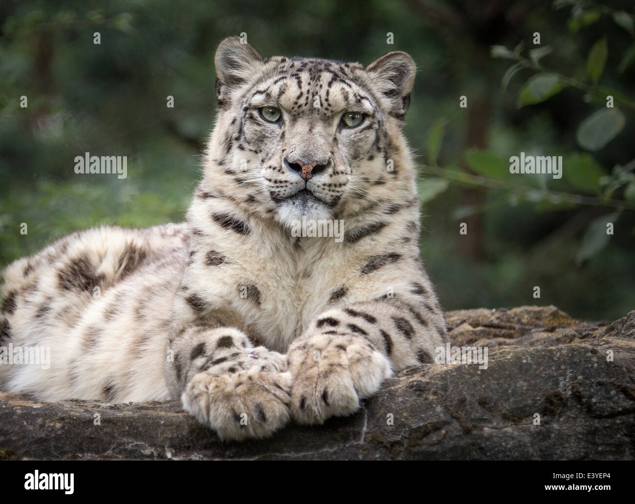 Maschio di snow leopard su rocce Foto Stock