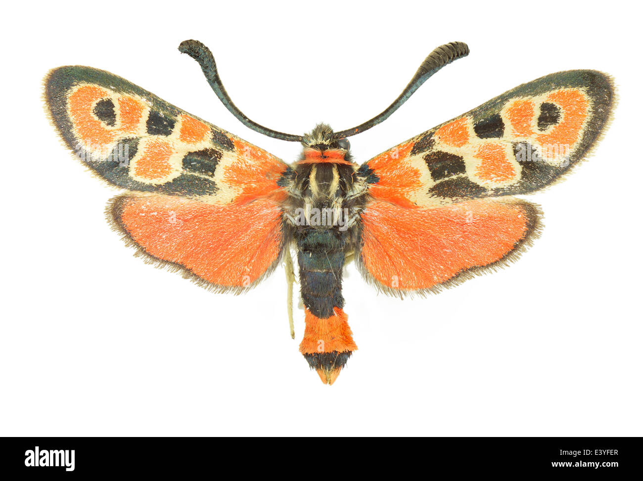 I lepidotteri; Ditrysia; Zygaenidae; Zygaena fausta; Linnaeus 1758; Foto Stock