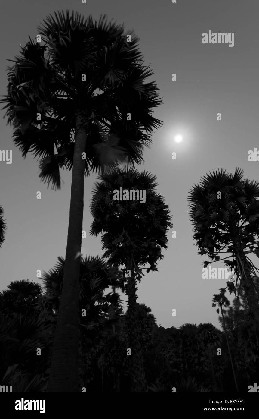 Il Sugar Palm Tree sotto la luna di notte. Foto Stock