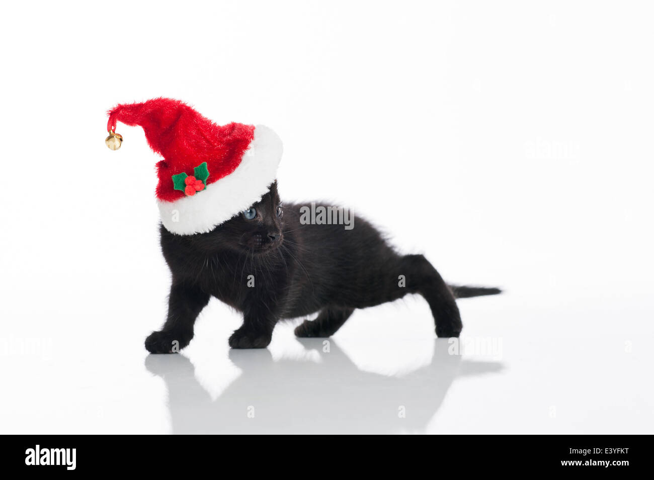 Un nero Tabby kitten indossando un cappello da Babbo Natale. Foto Stock
