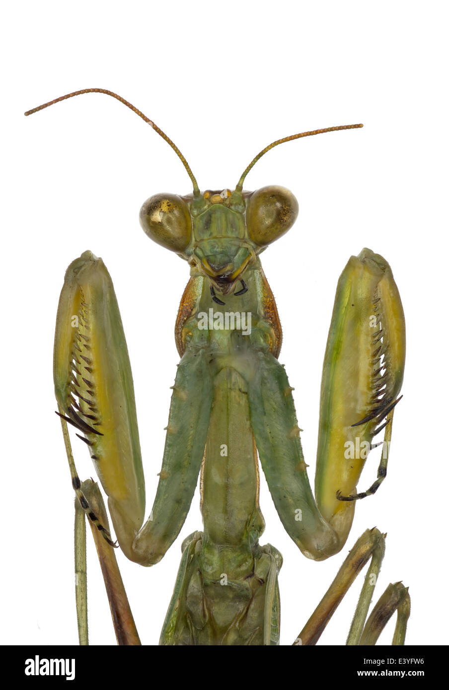 Mantodea; Mantidae; Schodromantis viridis; Forsskâl 1775; Mantis africana Foto Stock