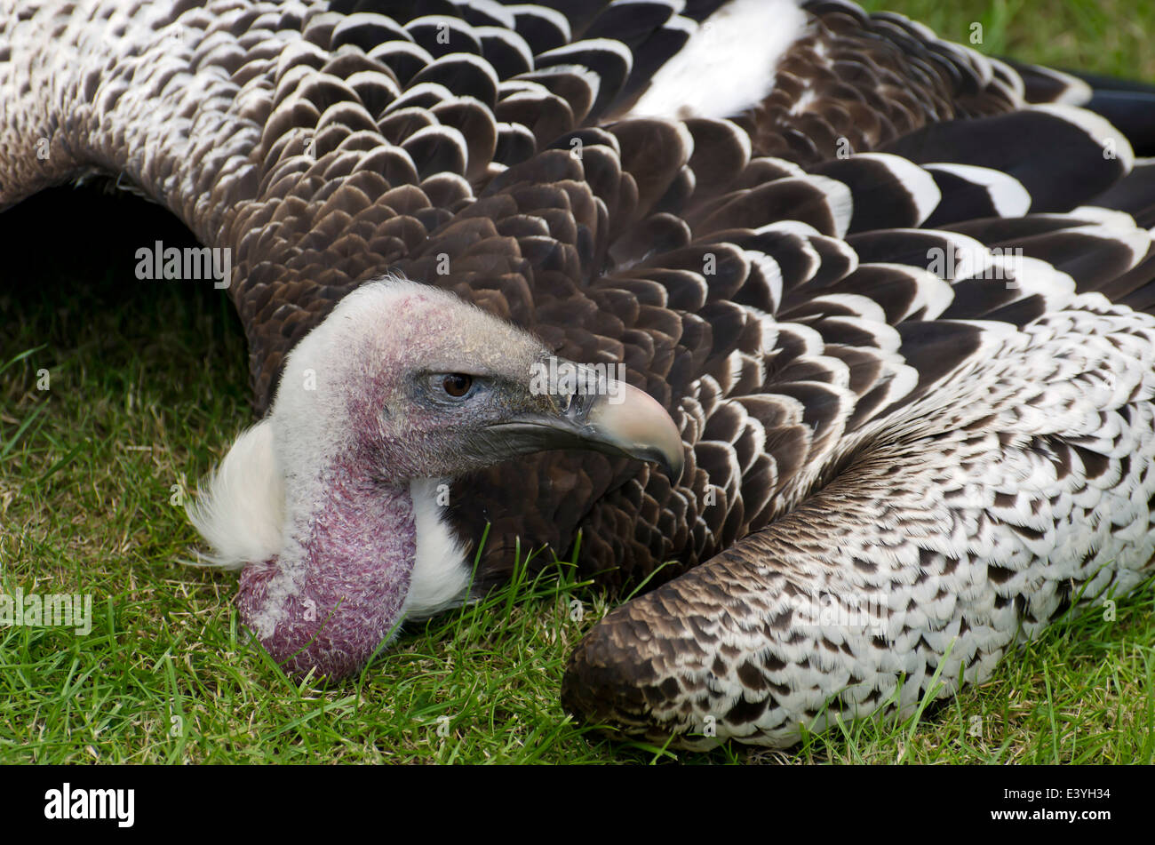 Ruppell il Grifone in appoggio sull'erba. Foto Stock