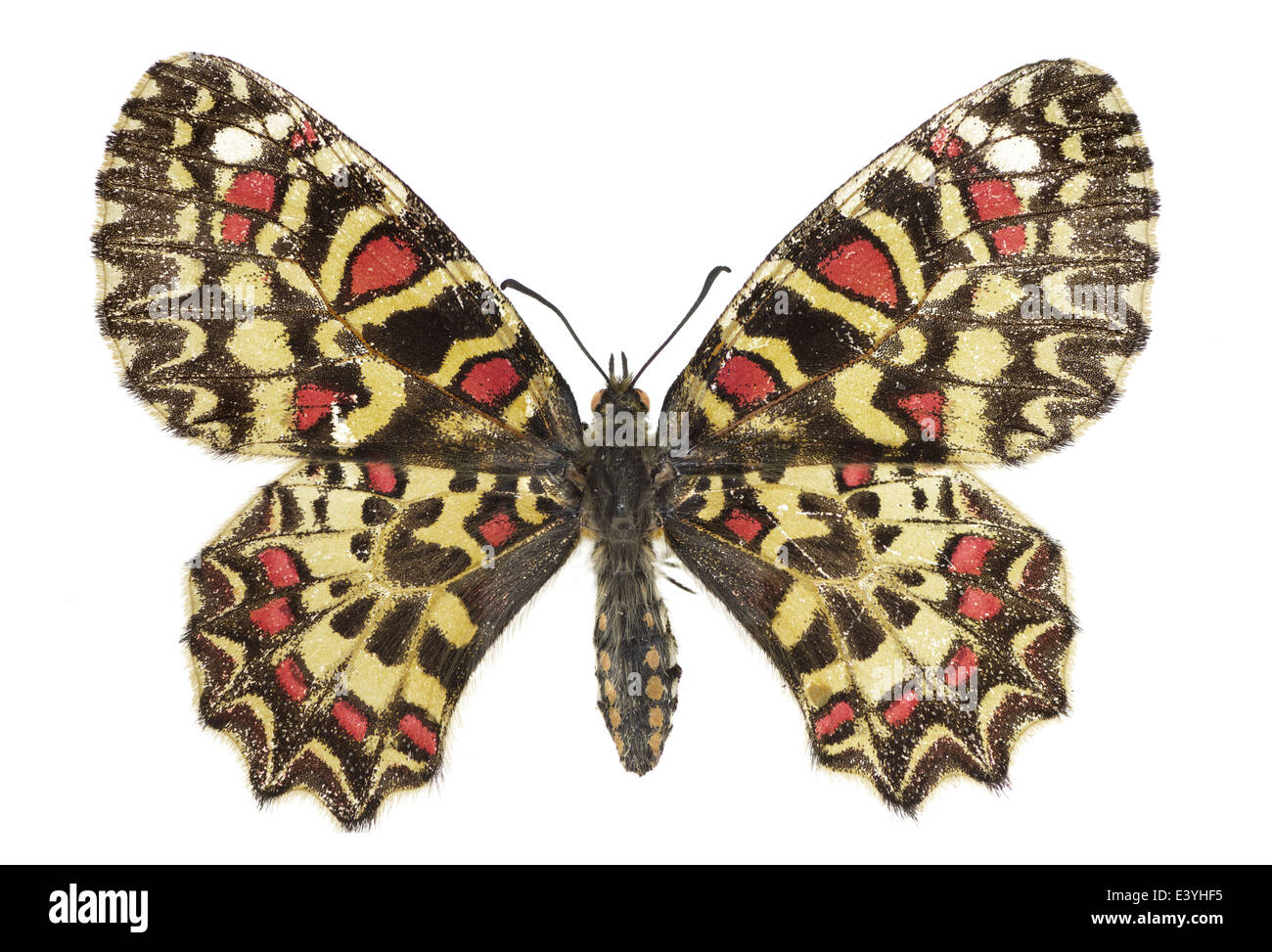 Lepidoptera Papilionidae;; Zerynthia rumina; Linnaeus 1758; spagnolo Festone Foto Stock