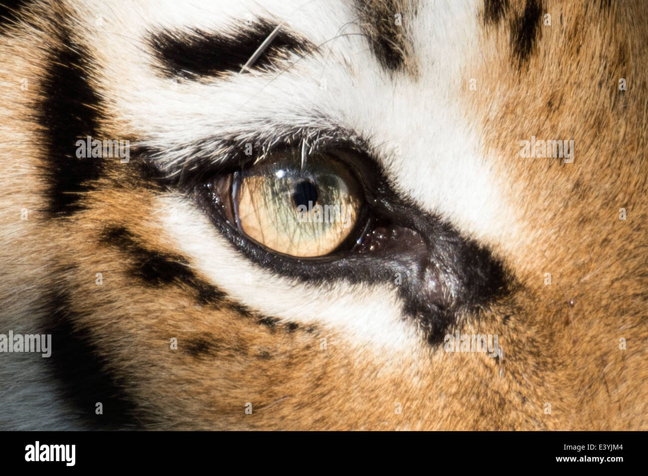 Close-up di Amur (Siberian) Occhio di tigre Foto Stock