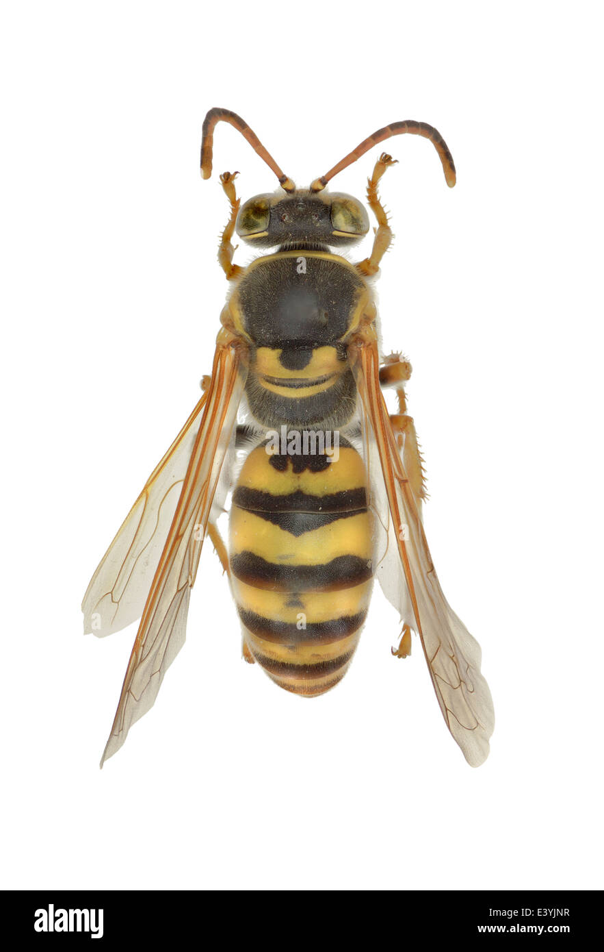 Hymenoptera Crabronidae;; Stizus continuus; Klug 1835; Foto Stock