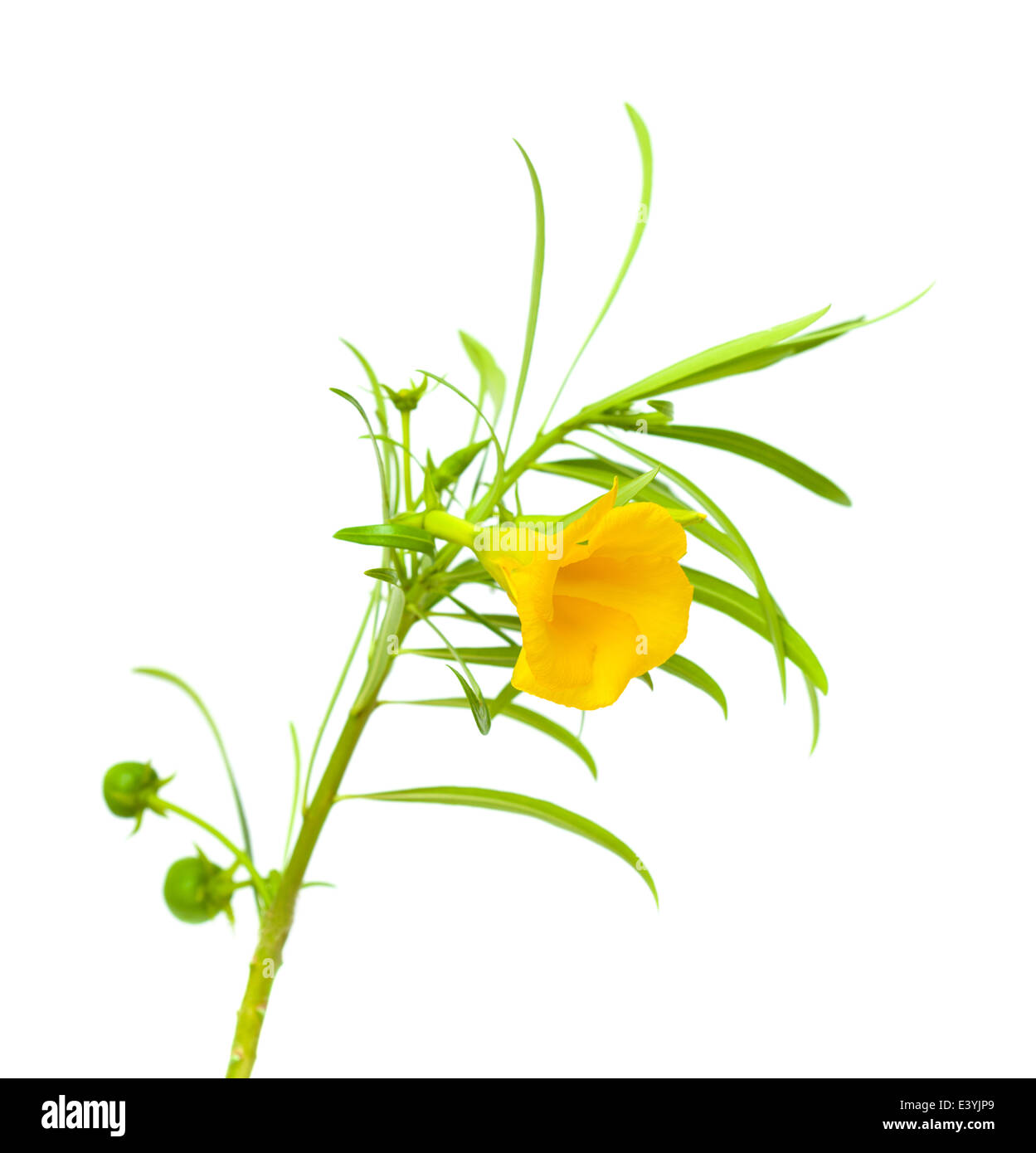 Oleander giallo fiore isolato su bianco Foto Stock