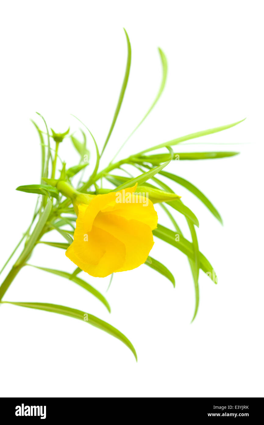 Oleander giallo fiore isolato su bianco Foto Stock