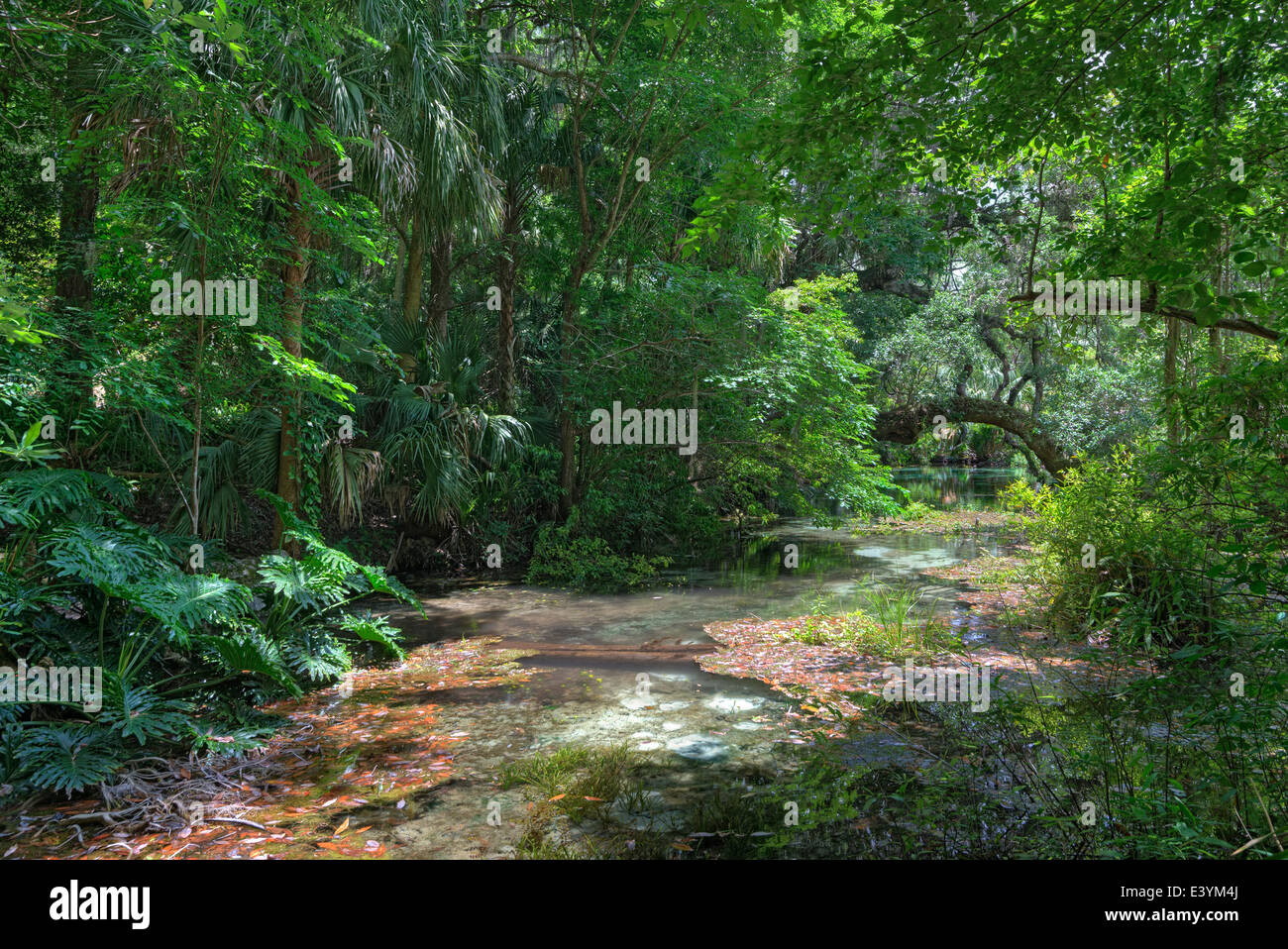 Rainbow Springs State Park è la sorgente del fiume arcobaleno in North Central Florida. Foto Stock