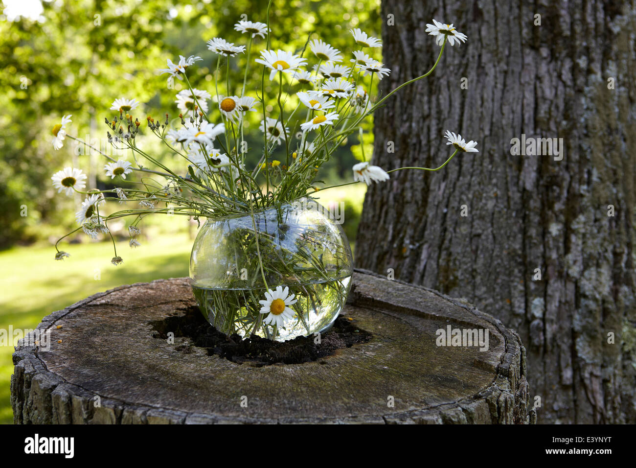 Vaso di daisir vaso di margherite sul tronco di albero Foto Stock